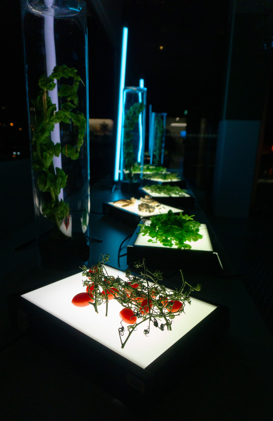 Gemüse und Kräuter ausgestellt auf Leuchtmitteln